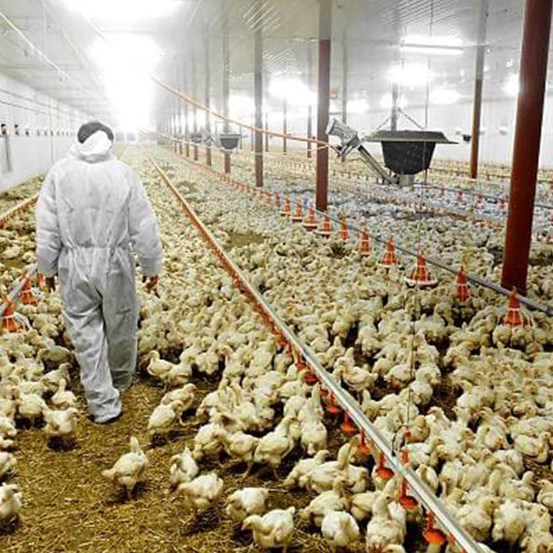 Poultry Value Chain Development in Kaduna
